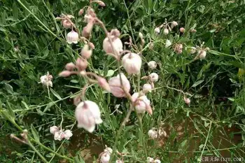 穿越塔克拉玛干（下）,图十七