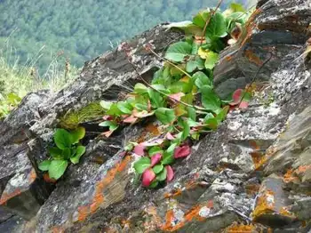 北疆行(4)-在禾木看日落,图七