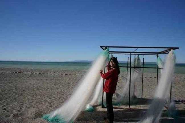 新疆乌伦古湖　风幽幽吹，天鹅翩翩舞,图三