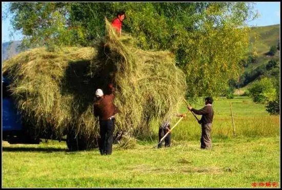 有太阳和绿草的地方-那拉提草原