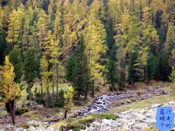 新疆圆舞曲4,图七