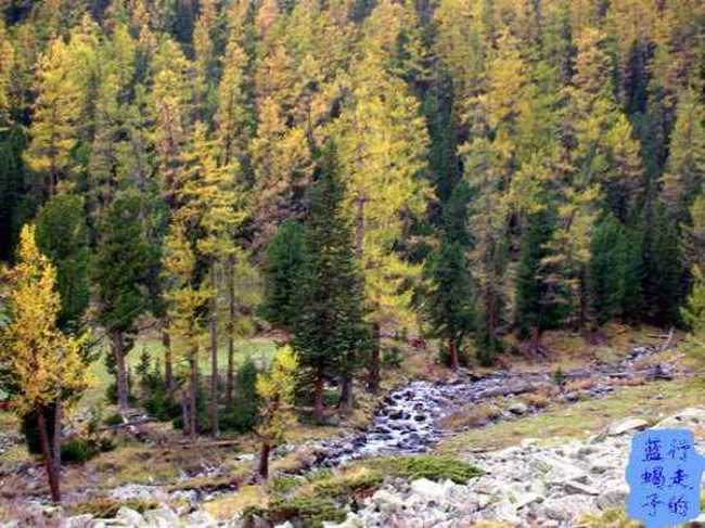 新疆圆舞曲4,图七