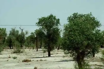 穿越塔克拉玛干（上）,图二十四