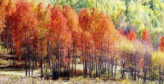 美丽的祖国系列之喀纳斯