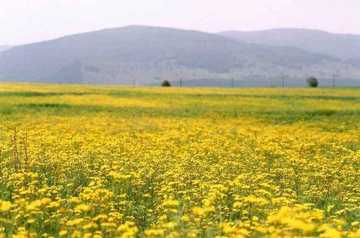 阿尔山，永远的回忆,图三