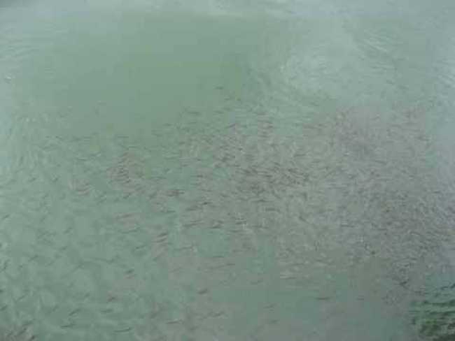 喀納斯印象,圖十五