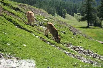 北疆自然揽胜之三：纯美翡翠喀纳斯,图十二