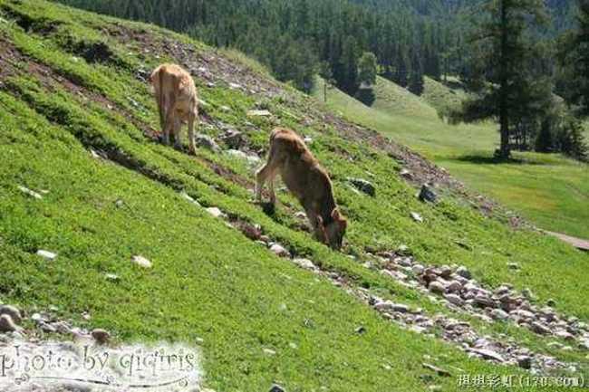 北疆自然揽胜之三：纯美翡翠喀纳斯,图十二