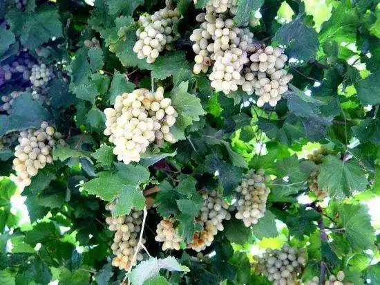 迷人的葡萄沟---新疆吐鲁番