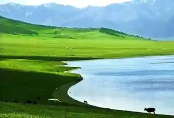 塞里木湖，花开时节,图三