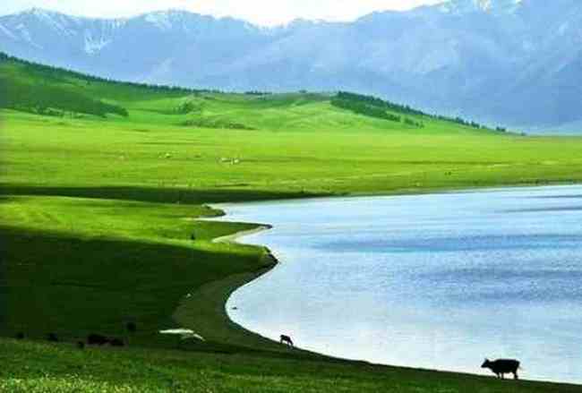 塞里木湖，花开时节,图三