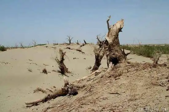 穿越塔克拉玛干（中）