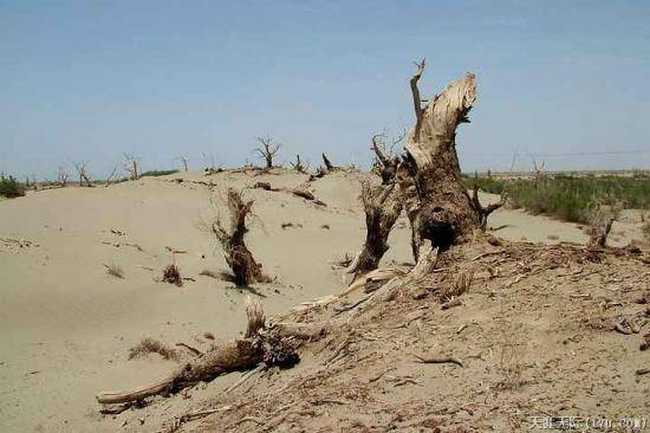 穿越塔克拉瑪干(中),圖十六