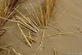 穿越塔克拉玛干（下）,图四