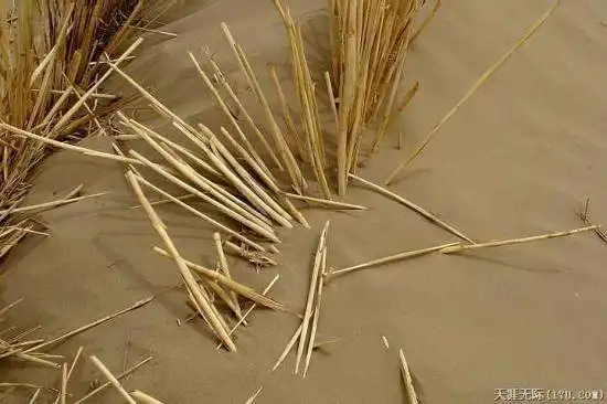 穿越塔克拉玛干（下）