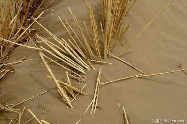 穿越塔克拉玛干（下）,图四