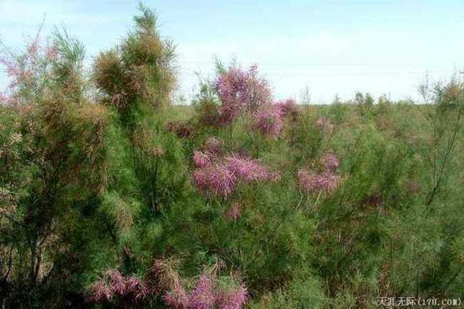 穿越塔克拉玛干(上),图十七