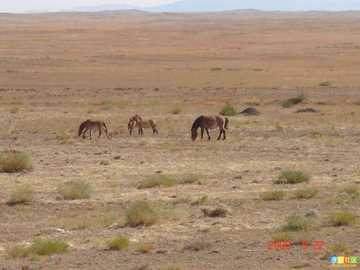 新疆的点滴印象,图二