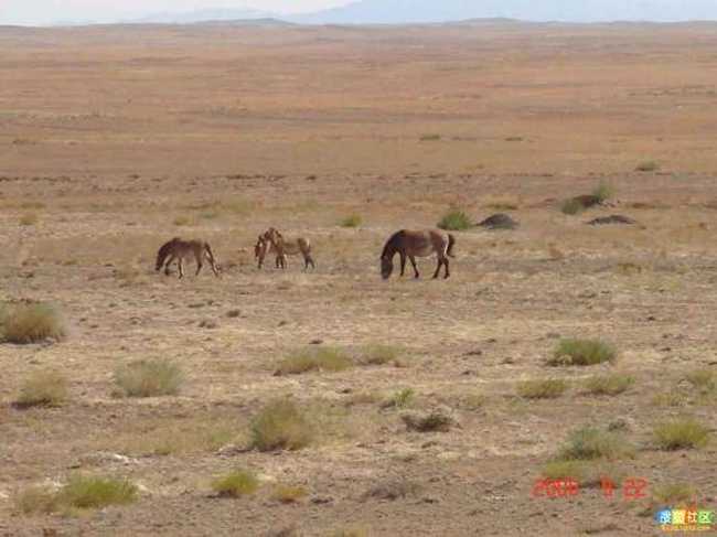 新疆的點滴印象,圖二