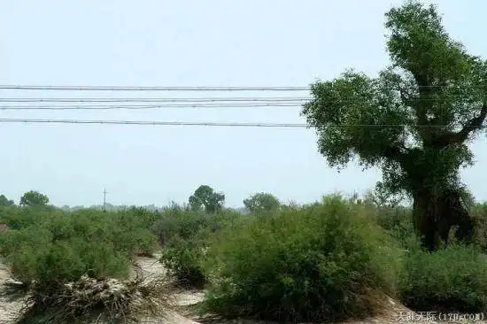 穿越塔克拉玛干（上）