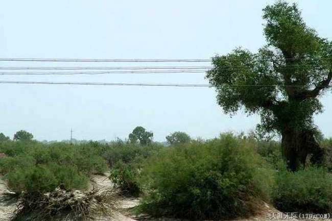 穿越塔克拉玛干(上),图二十五