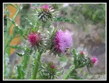 ［新疆散记］天山天池,图三