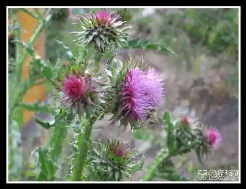 ［新疆散记］天山天池