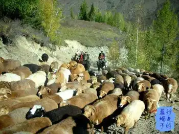 新疆圆舞曲2,图十四