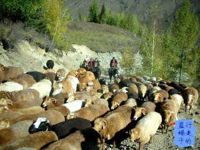 新疆圆舞曲2,图十四