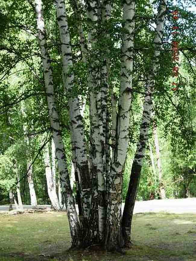 COLORFULDAYSINMYHEART-美丽的国之边境：白哈巴,图六