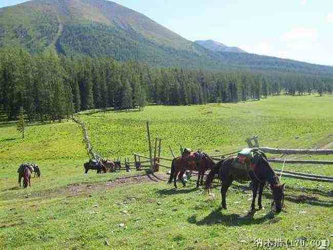 喀纳斯东线马帮探奇游(四),图九