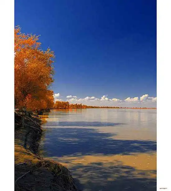 陶醉在塔里木河畔