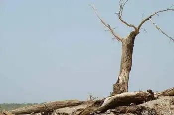 穿越塔克拉玛干（中）,图十七