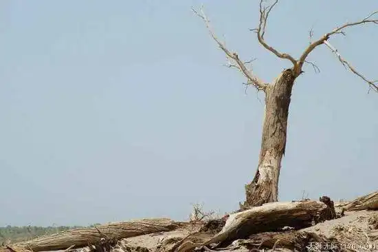 穿越塔克拉玛干（中）