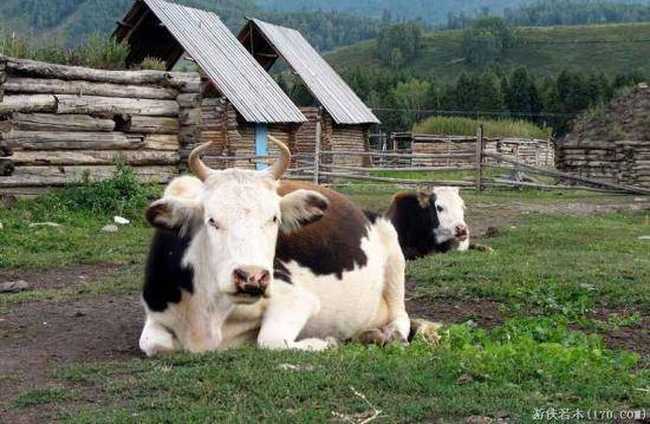 禾木一个童话世界（北疆纪行）,图十二