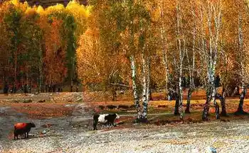 中国最美古村-图瓦村,图六