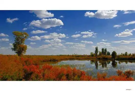 陶醉在塔里木河畔