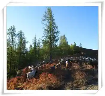 迷途阿尔泰,图一