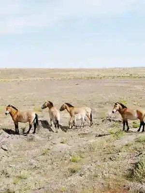 天高云淡彩叶飘飞——秋日的新疆,图五