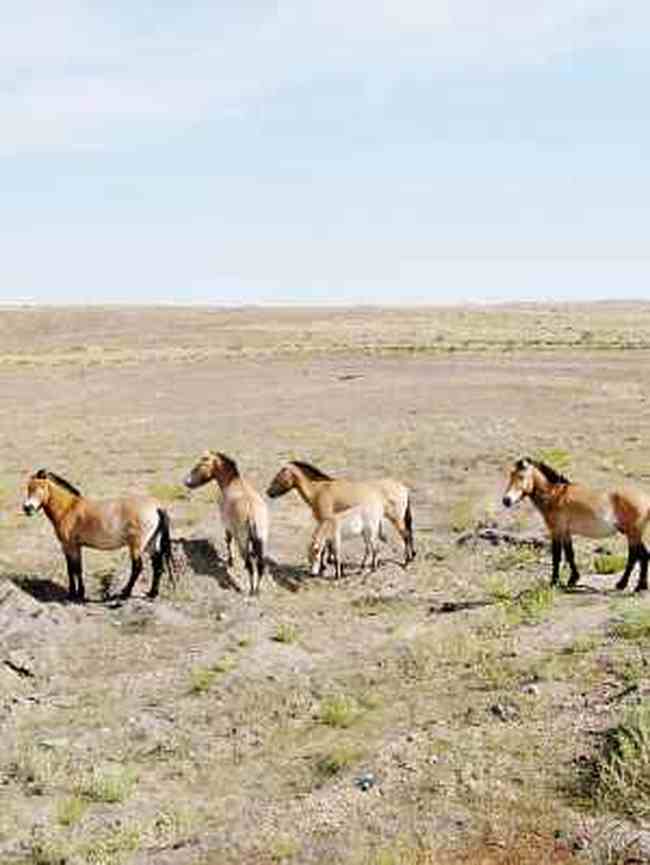 天高云淡彩叶飘飞——秋日的新疆,图五