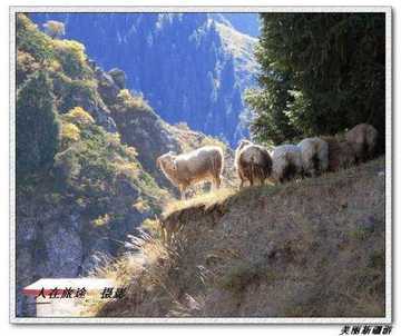 天山天池--美丽新疆游,图十一