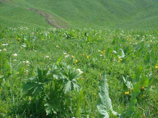 新疆---那拉提草原,图四
