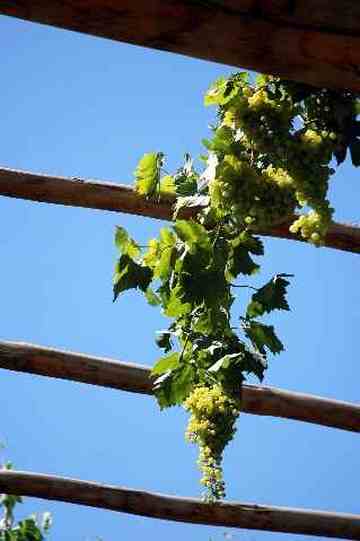 (北疆之五)吐鲁番的葡萄还没有熟,图八