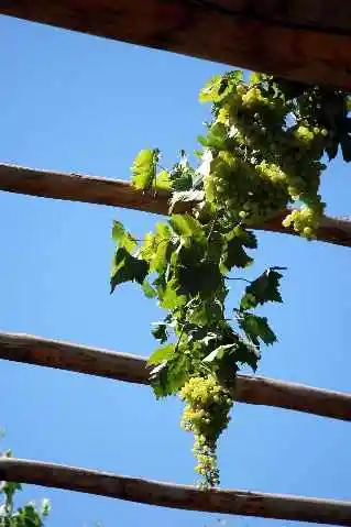 (北疆之五)吐鲁番的葡萄还没有熟