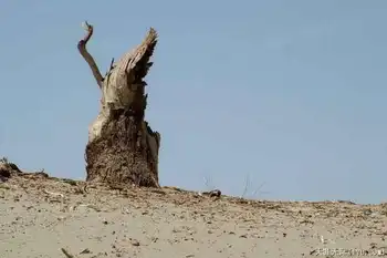 穿越塔克拉玛干（中）,图二十