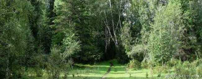 禾木一个童话世界（北疆纪行）,图十四