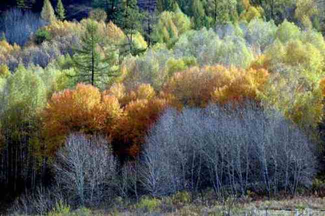 新疆行吟(７)：童话般的禾木村,图二十