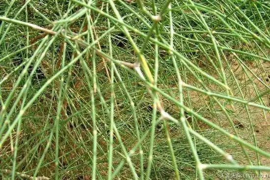 穿越塔克拉玛干（下）