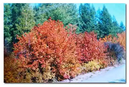 一人独行阿尔山