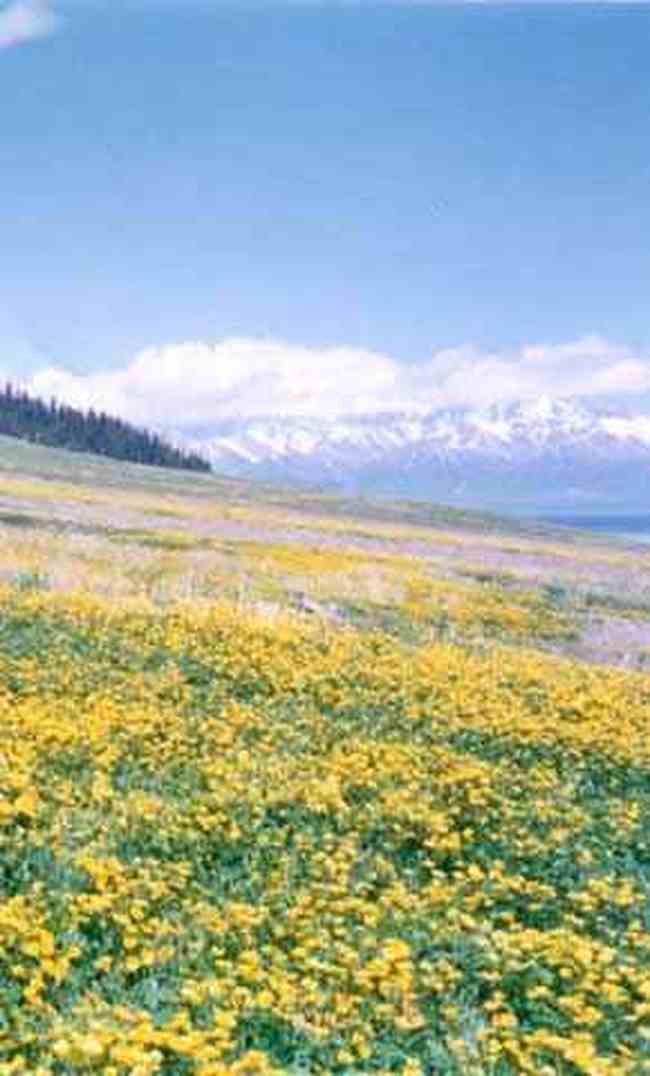 寻找梦中的毡房,图二